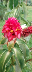 Costus barbatus
