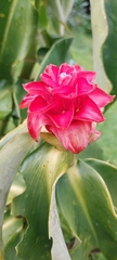Costus barbatus