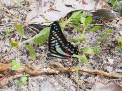Graphium evemon