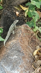 Microlophus albemarlensis