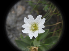 Cerastium latifolium
