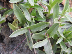 Cerastium latifolium