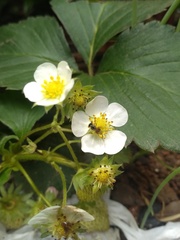 Plebeia droryana