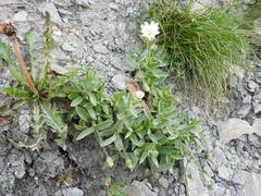 Cerastium latifolium