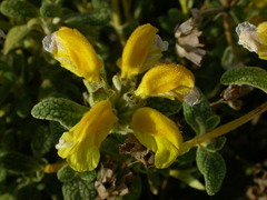 Phlomis lanata
