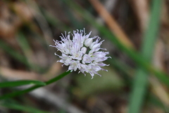 Allium spirale