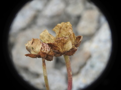 Ranunculus glacialis