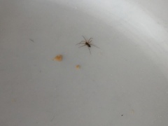 Microlinyphia pusilla