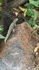 Microlophus albemarlensis