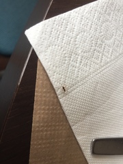 Microlinyphia pusilla