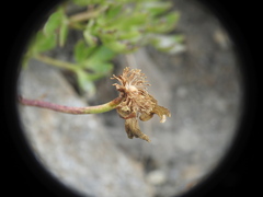 Ranunculus glacialis