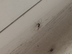 Microlinyphia pusilla