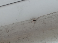 Microlinyphia pusilla