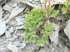 Ranunculus glacialis