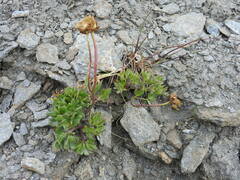 Ranunculus glacialis