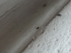 Microlinyphia pusilla