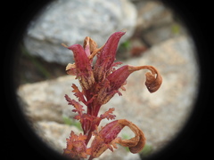 Pedicularis kerneri