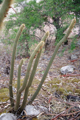 Cleistocactus buchtienii