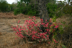 Adenium multiflorum image