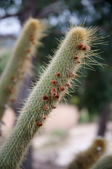 Cleistocactus buchtienii