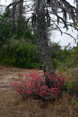 Adenium multiflorum image