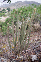 Cleistocactus buchtienii