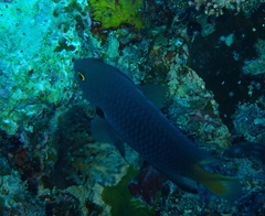 Pomacentrus flavioculus