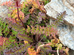 Pedicularis kerneri