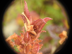 Pedicularis kerneri