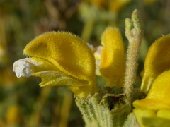 Phlomis lanata