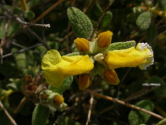 Phlomis lanata