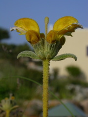 Phlomis lanata