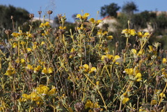 Phlomis lanata