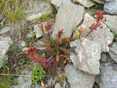 Pedicularis kerneri