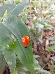 Isotes eruptiva