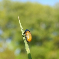Labidostomis