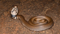 Naja mossambica
