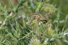Ephippiger terrestris terrestris