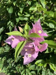 Bougainvillea