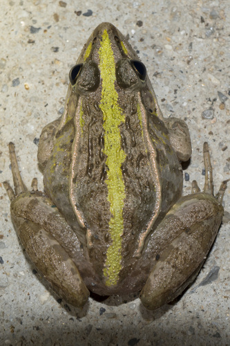 Black-spotted Frog