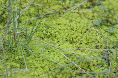 Syntrichia ruraliformis