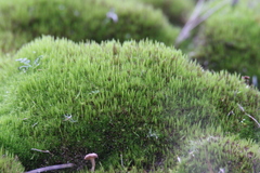 Campylopus introflexus