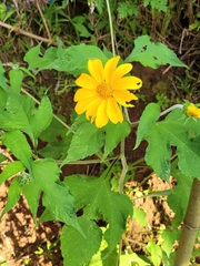 Tithonia diversifolia