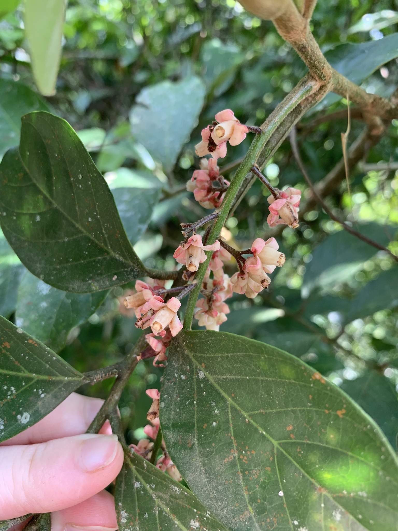 Guarea macrophylla