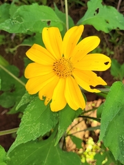 Tithonia diversifolia