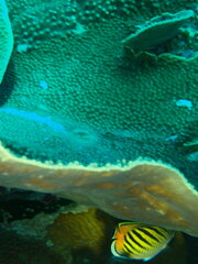 Chaetodon pelewensis