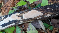 Steccherinum nitidum