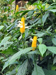 Pachystachys lutea