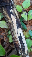 Steccherinum nitidum