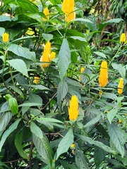 Pachystachys lutea